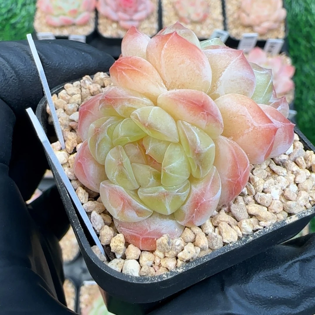 006  洛初   5厘米盆