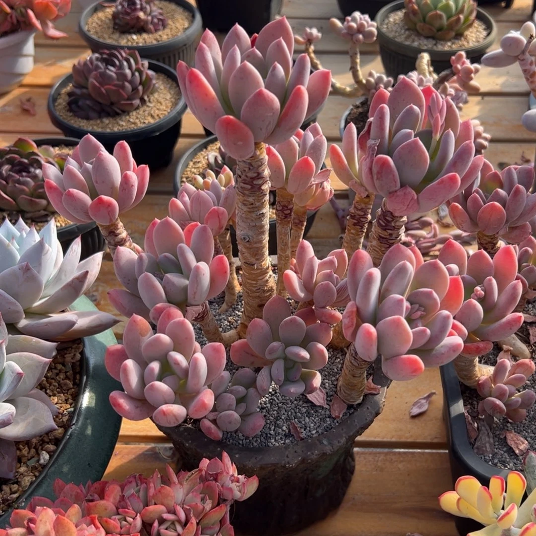 多肉灰姑娘【非偏远满18包邮】