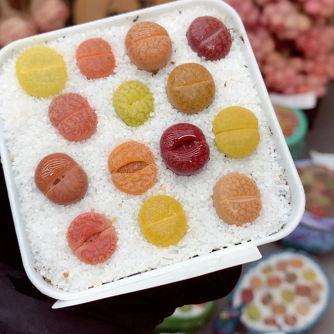 生石花满18包邮7-99