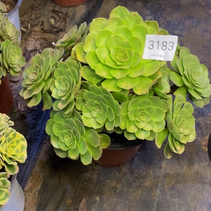 万圣节多肉断头不包3183