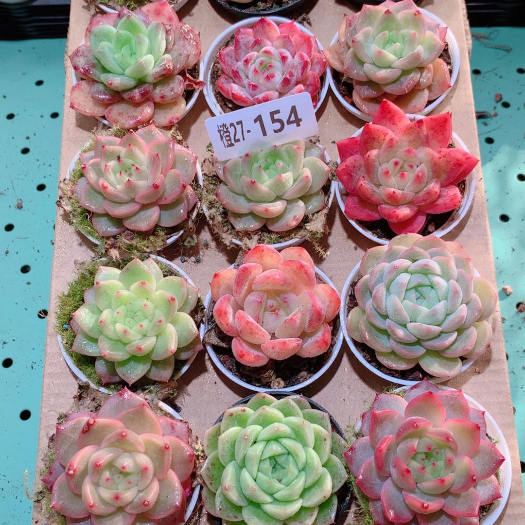 27-154一物一拍多肉带盆18颗