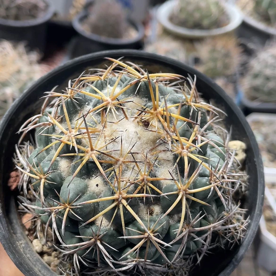 【闪购商品】天司实生666