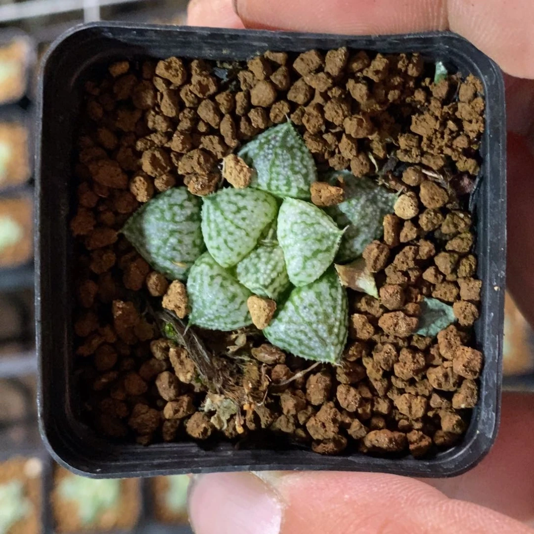 3078  一颗疙瘩头白银 点赞福利