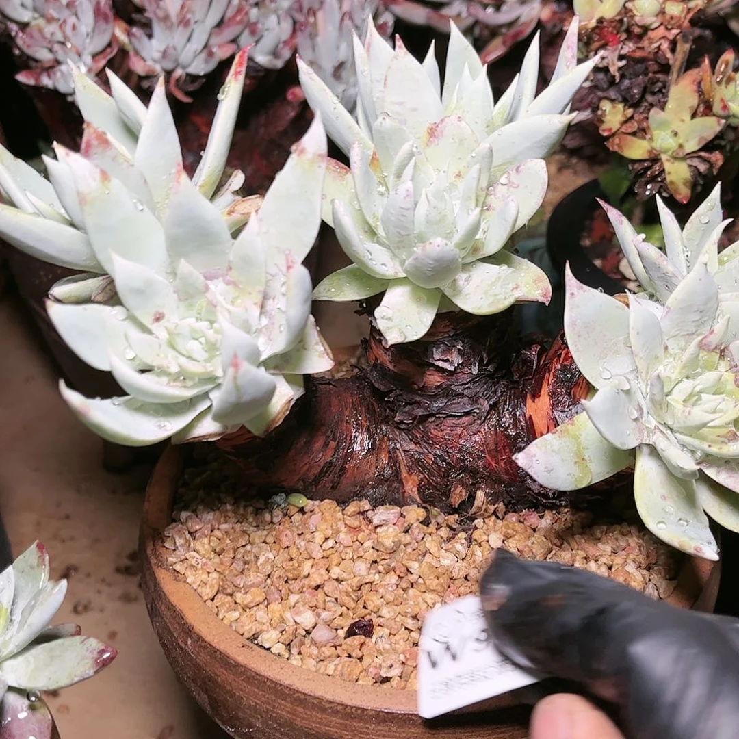 9455苹果雪山仙女杯多肉