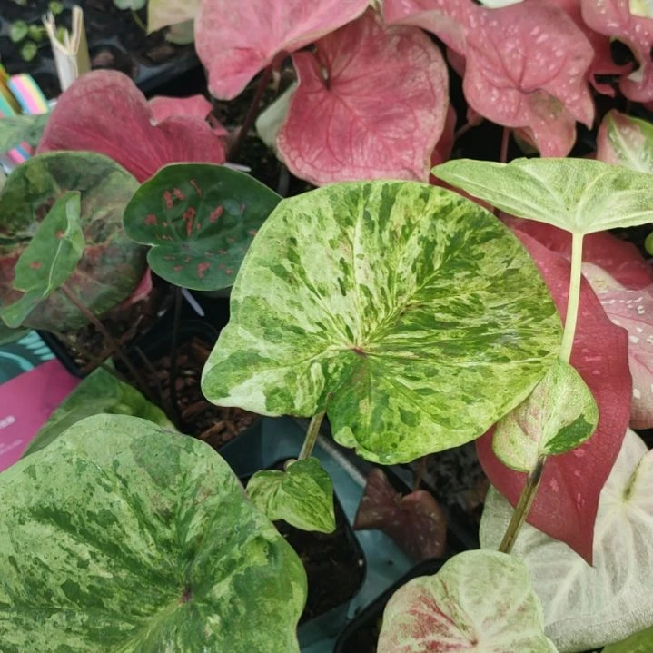 完全开放变异水蜜桃2专拍