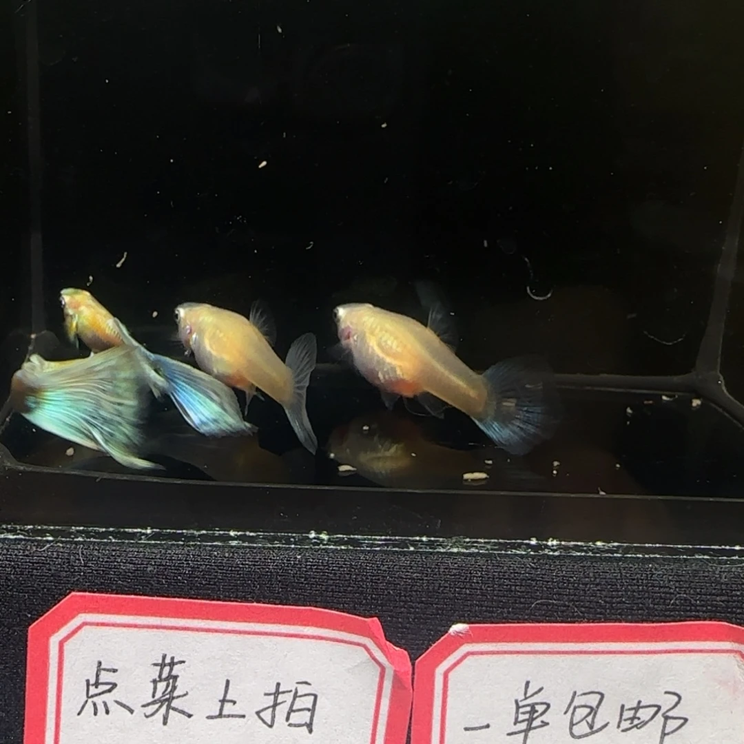 黄化蓝礼服欧意带白子基因2对