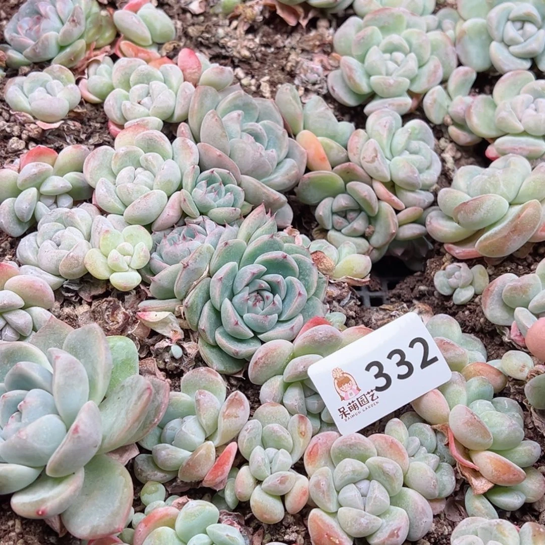 多肉植物多肉植物