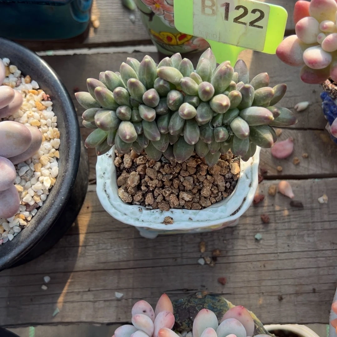 随*b122多肉植物啊啊啊