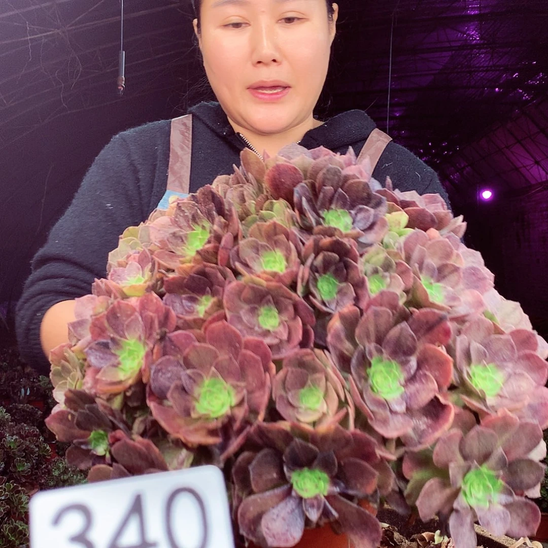 柒柒精品多肉脱土发货不包断侧枝340