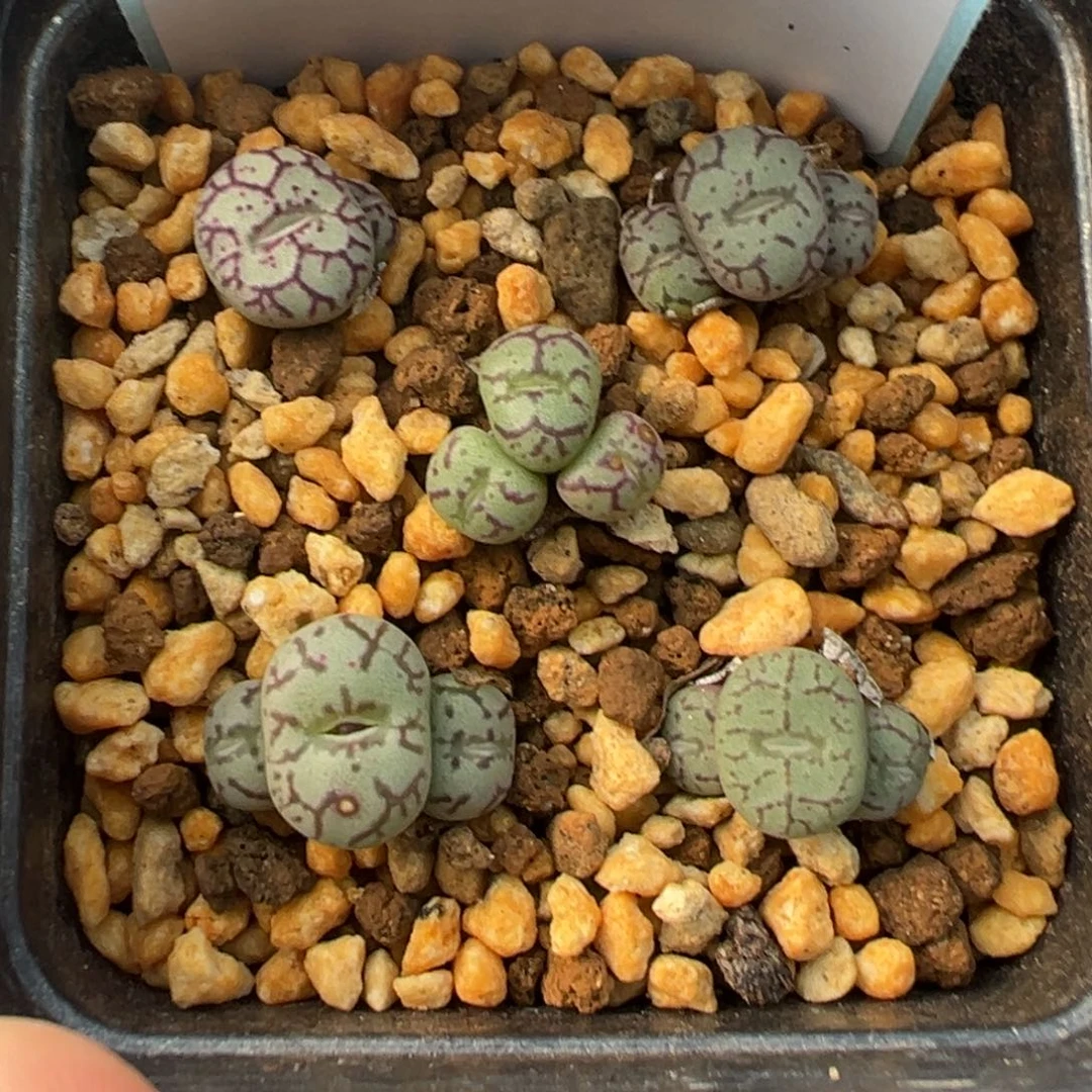 29-41肉锥多肉植物
