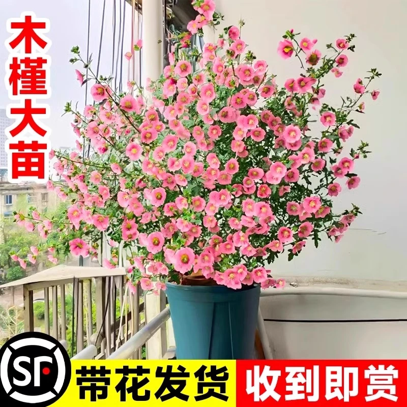 小木槿盆栽绿植四季开花阳台花苗庭院大花卉耐热好养木槿花棒棒糖