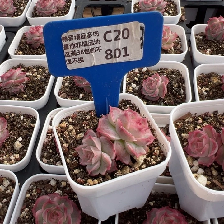 云***、水晶虾饺4cm多肉植物