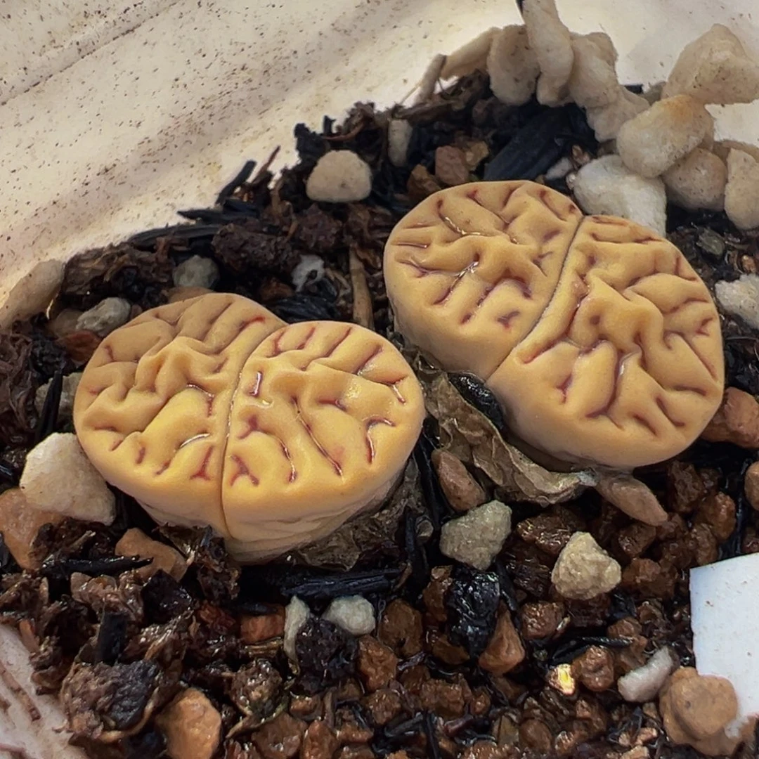 541多肉植物种类多样