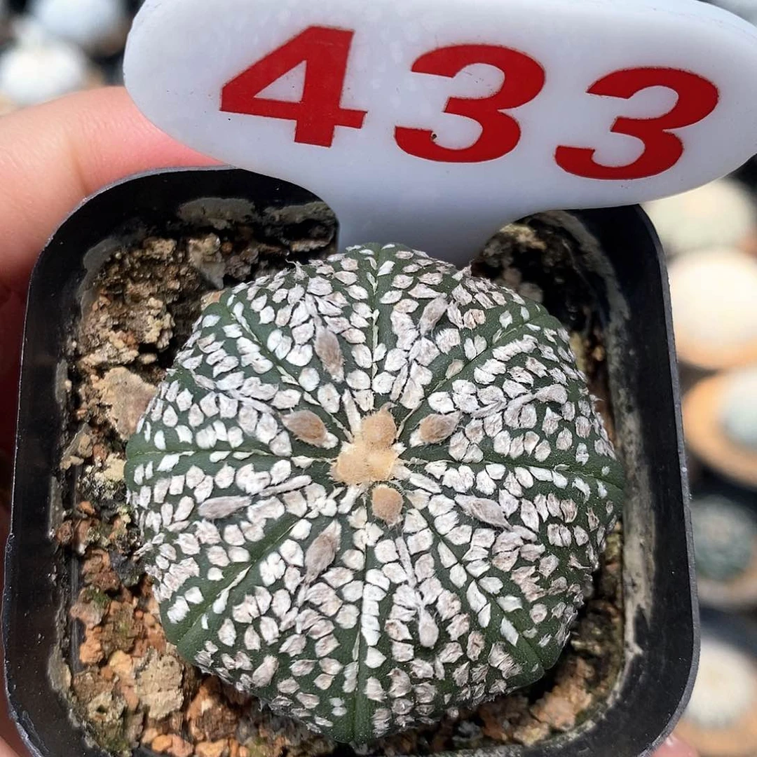 433奇迹兜系列产品福利