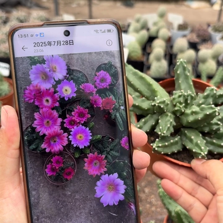 大花水仙情朗好送量拍