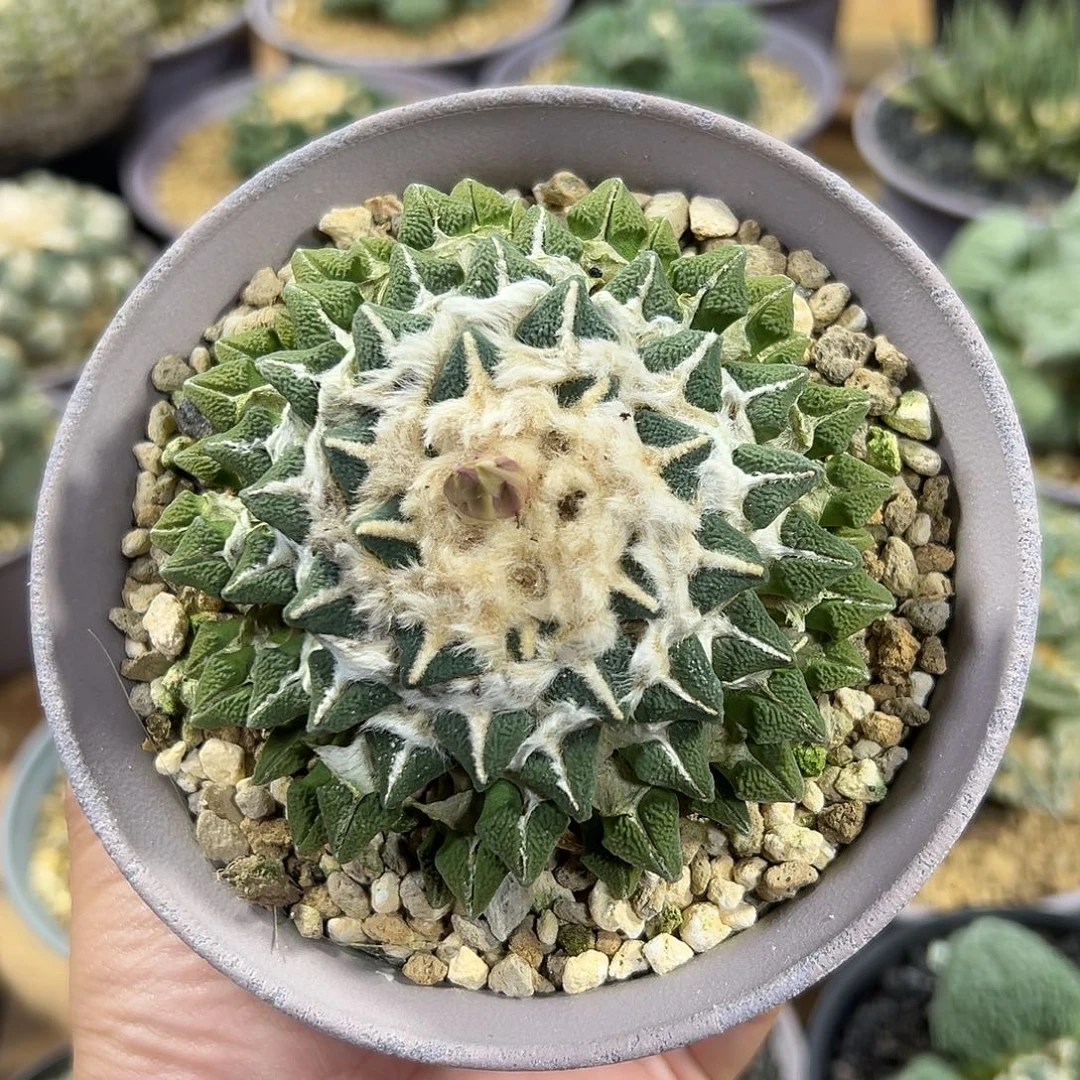 起***哥实生大大的黑牡丹