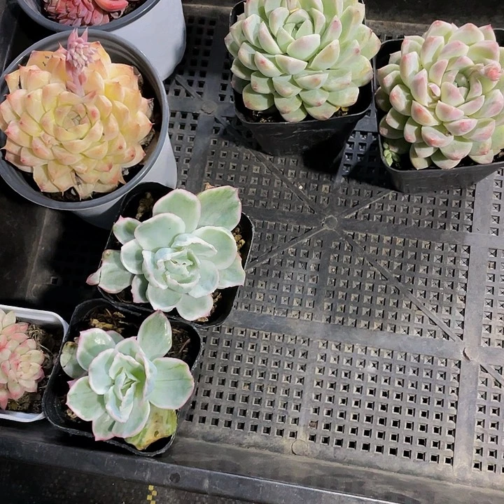 兮*20号筐带盆土发