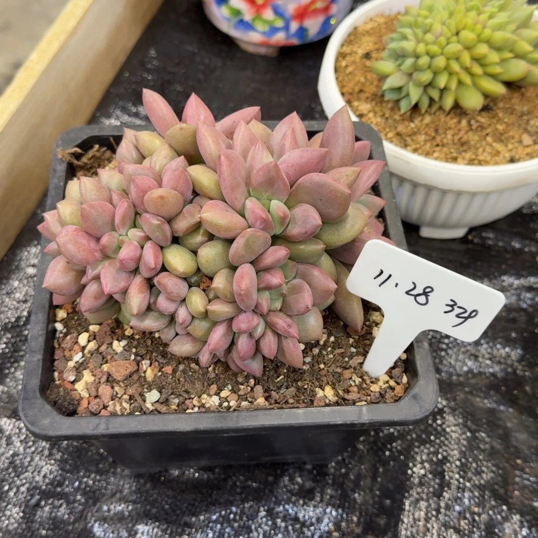 蓝***蓝一物一拍胖体桃花源329