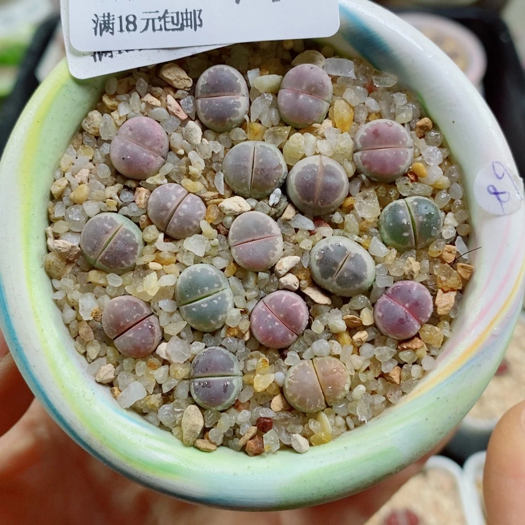 生石花花花花花花花749