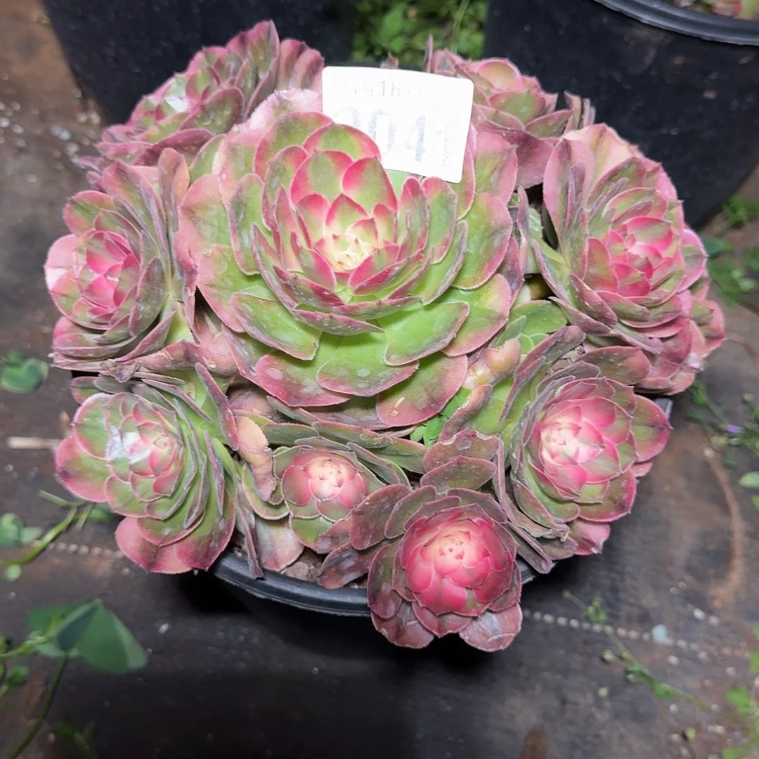 041荔枝多肉法师植物