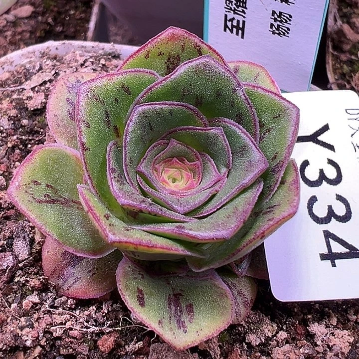 杨334 至耀龙珠 手捧群 福利