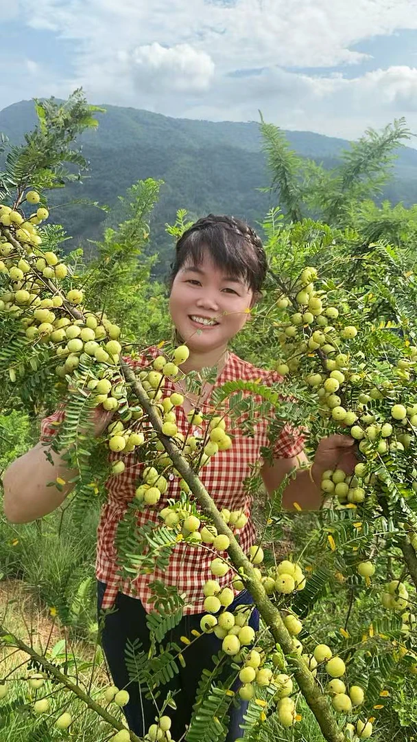 高山新鲜采摘潮汕油柑果余甘果可生吃榨汁的美味
