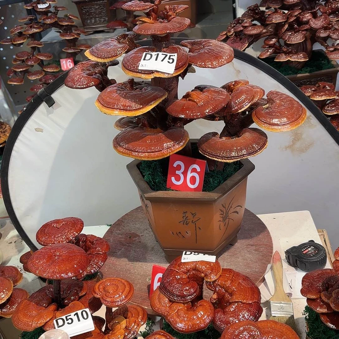 无花朵灵芝88888888888888888