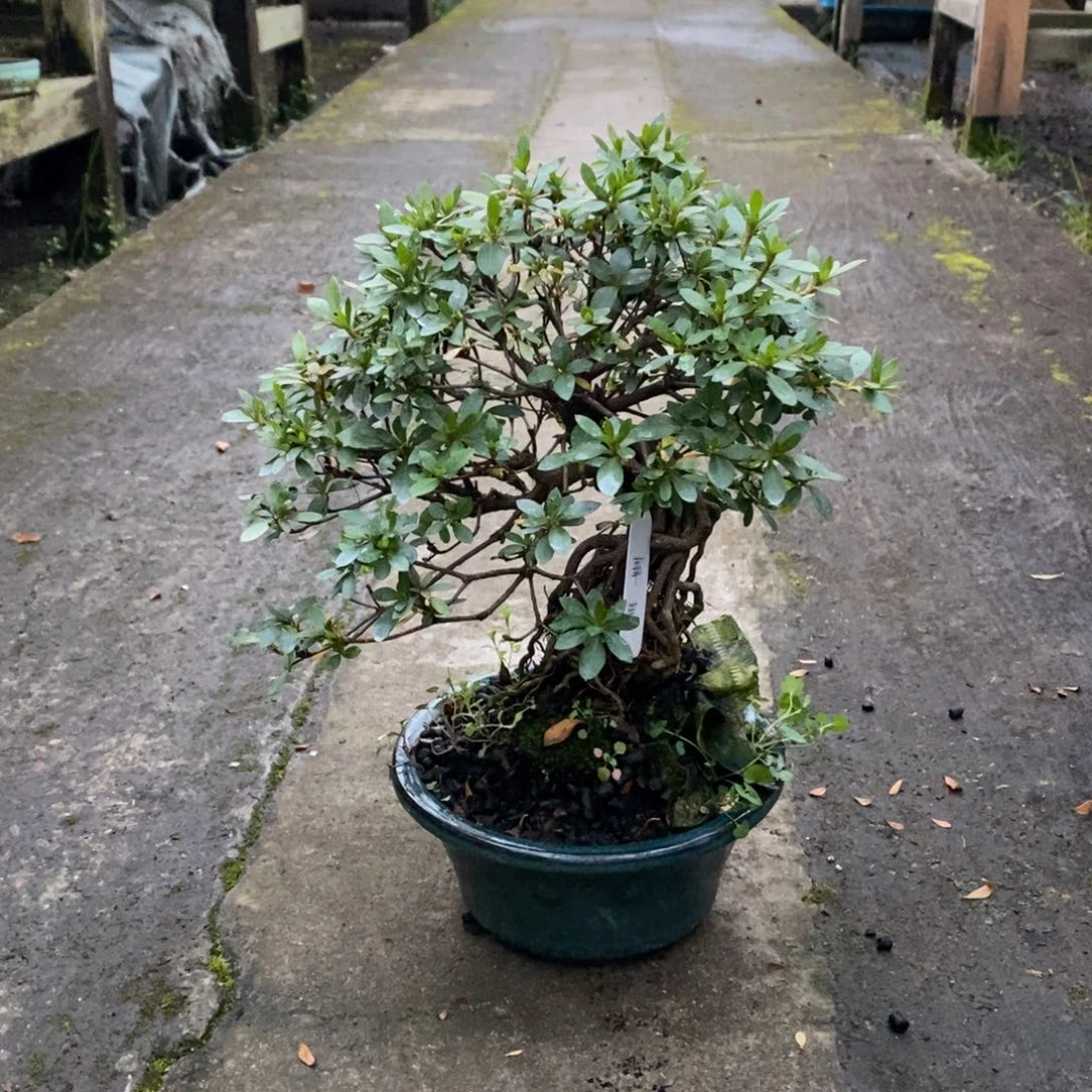 盆景青**水提根杜鹃