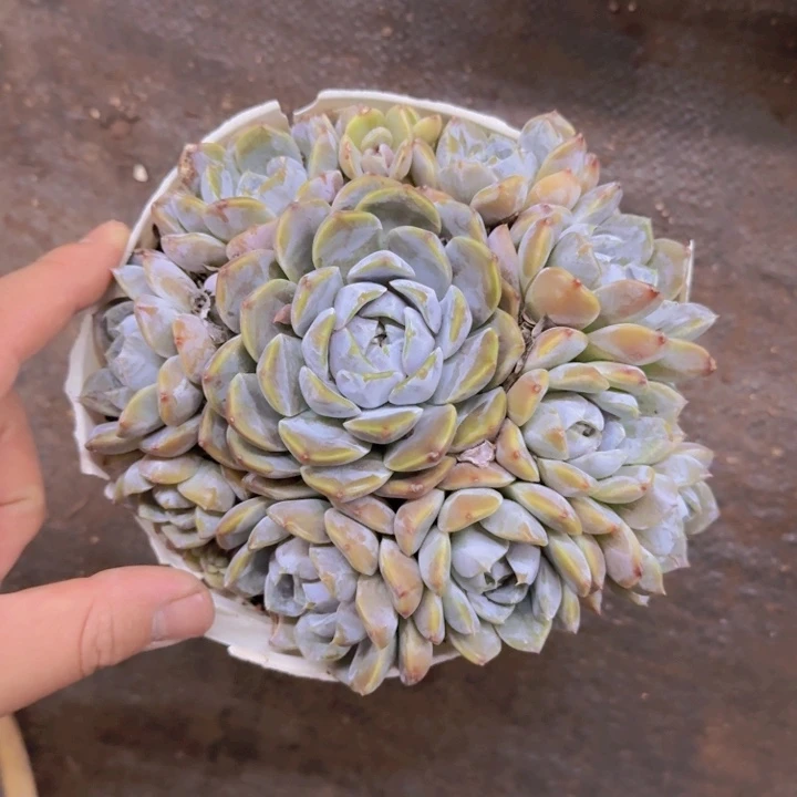 雪兔单头带仔老桩
