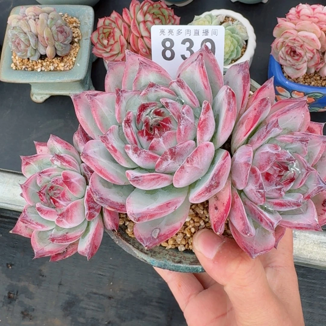 L***r红拉糖      愿你一路坦途，乘风破浪展宏图