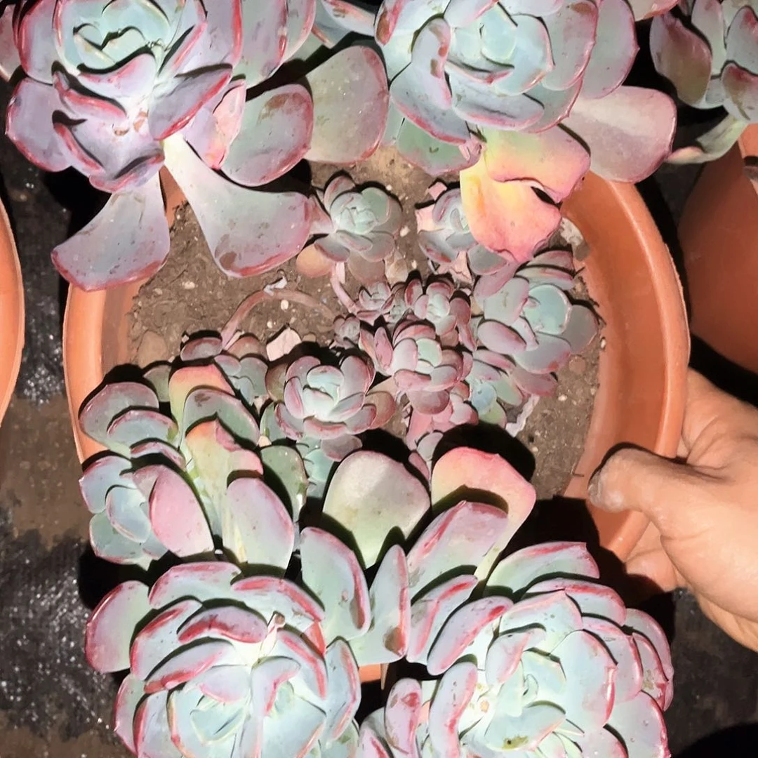 夕雾16.99多肉植物