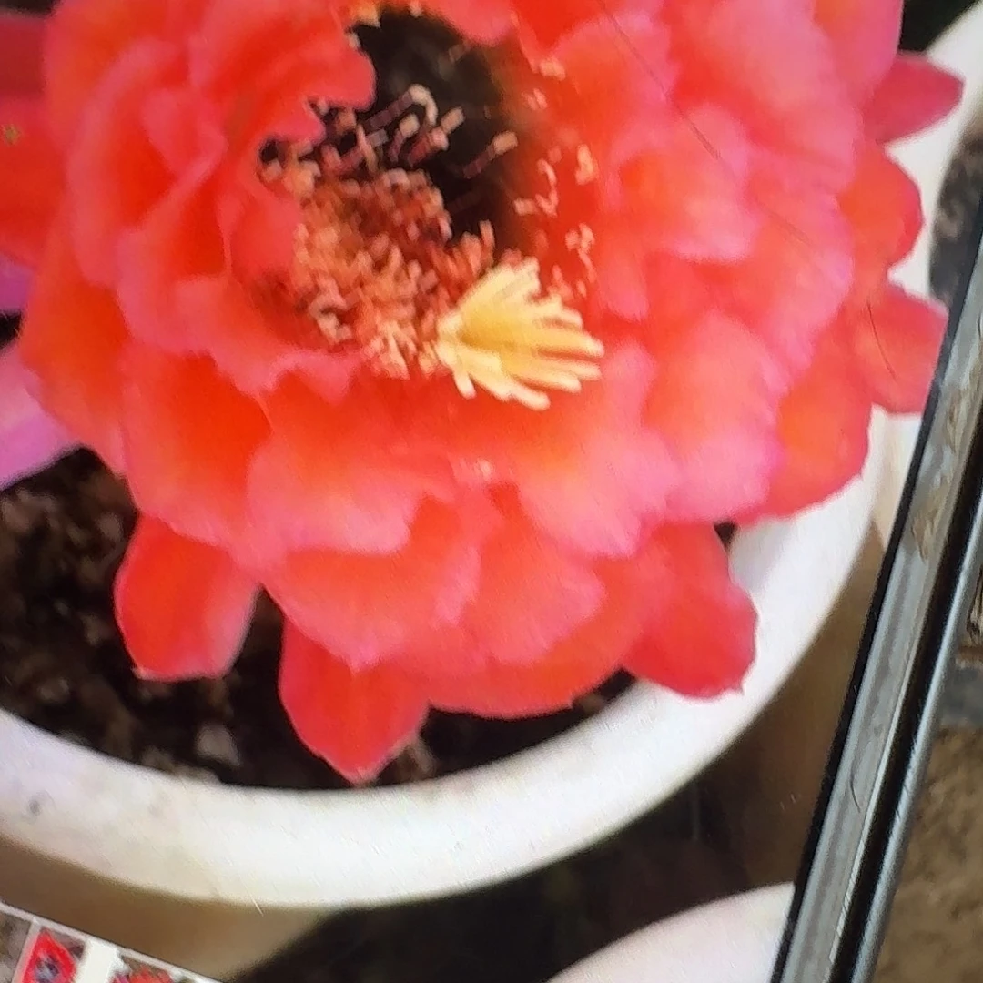 xt侧芽5公分毛花柱短刺