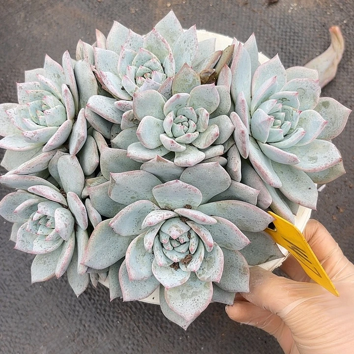 两单包邮，一物一拍粉蓝鸟147