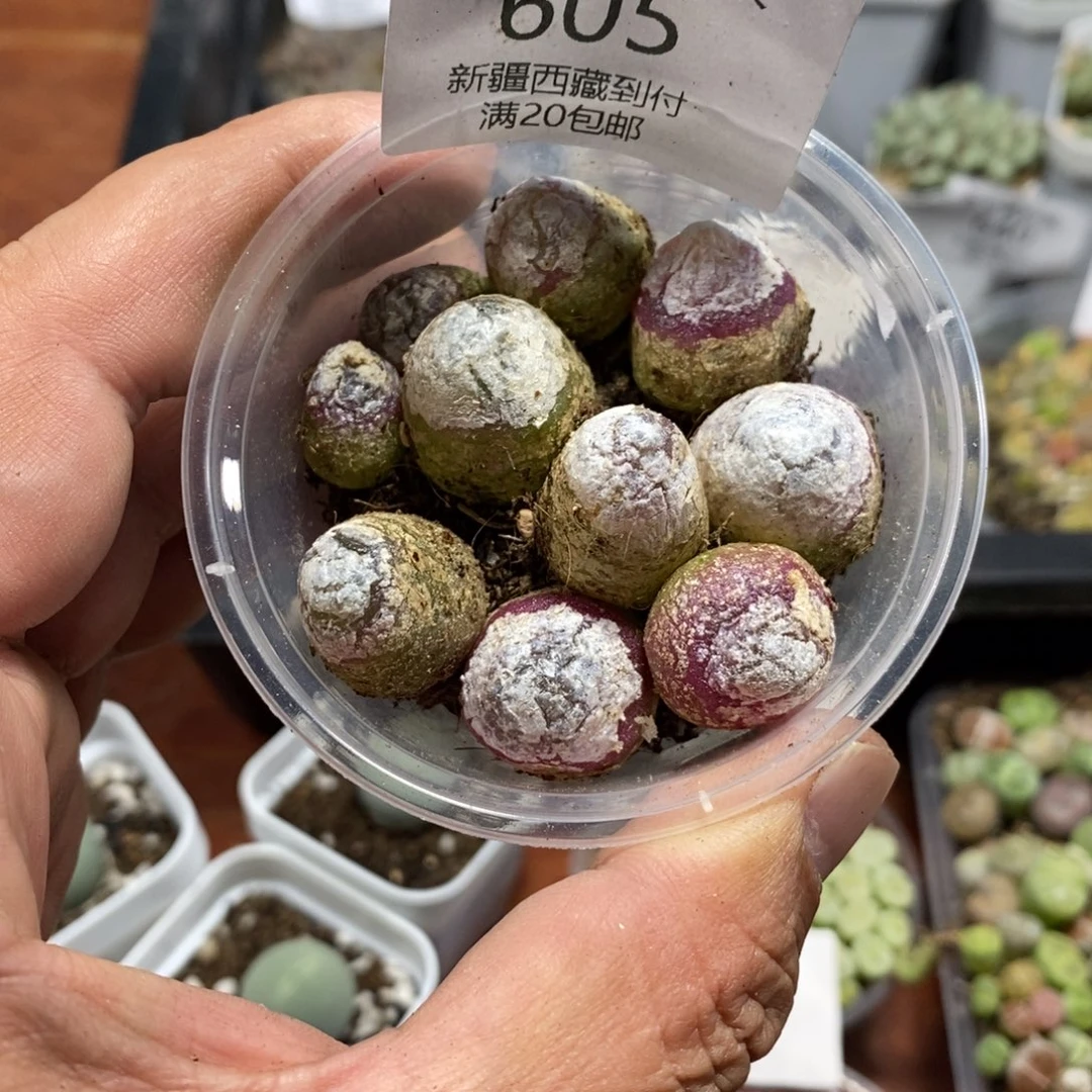 多肉蛋炒饭感谢您相伴605