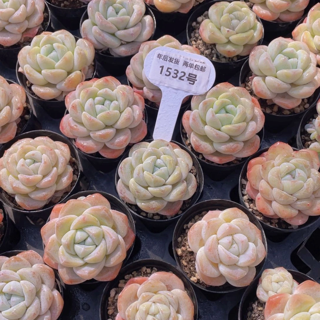 1532号奶油凝脂胖冰玉单头一个m