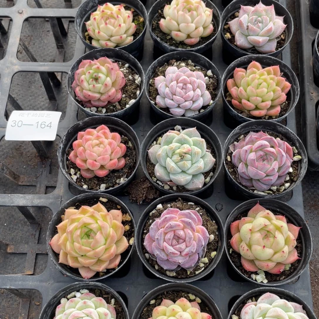 一物一拍18颗30-164