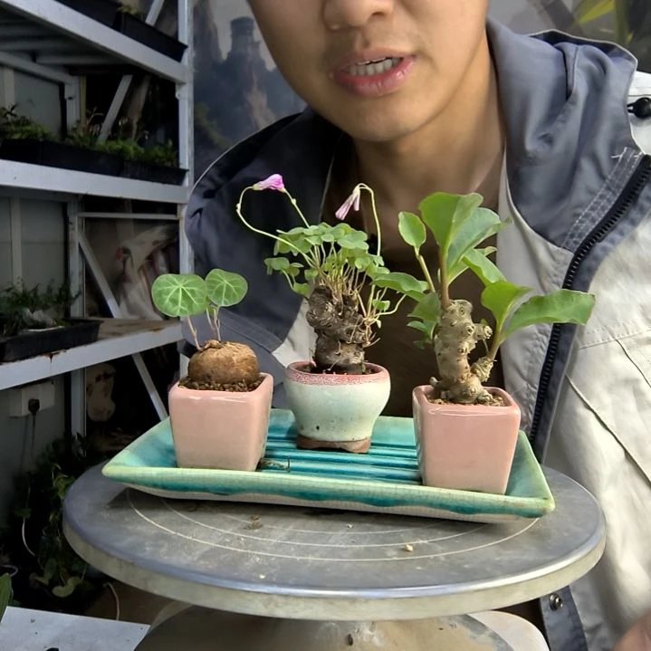 秘*中青园艺一物一拍180