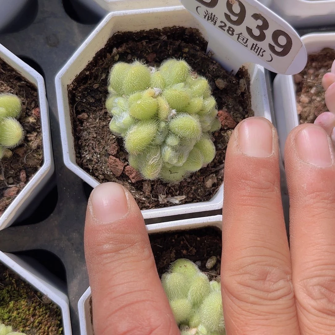 D939信东尼一物一拍