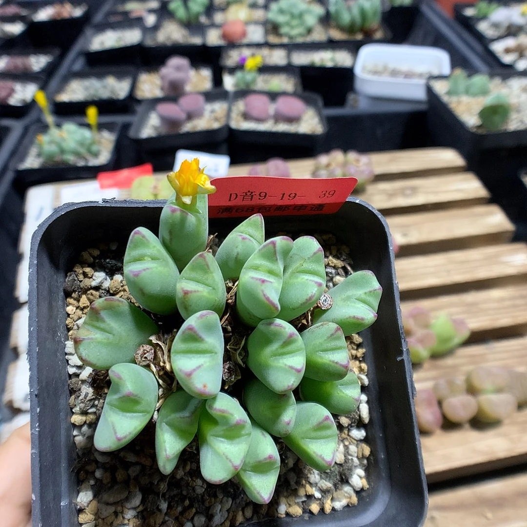 9-19-39 小菊之舞一群特 118