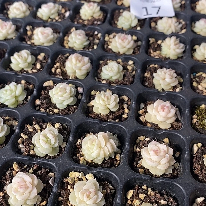 17 多肉植物盆栽花卉