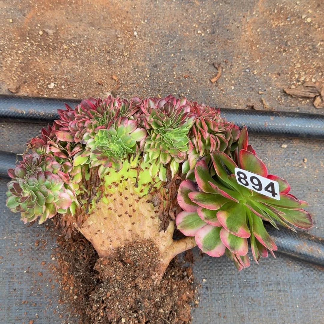 894多肉植物荔枝缀