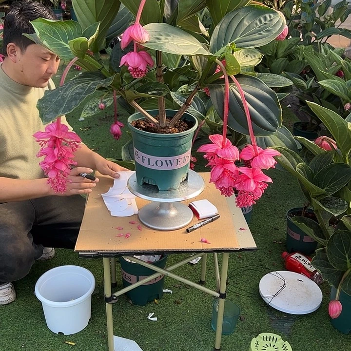 林***海少量花朵（建议范围：2朵-5朵 或40%以下）