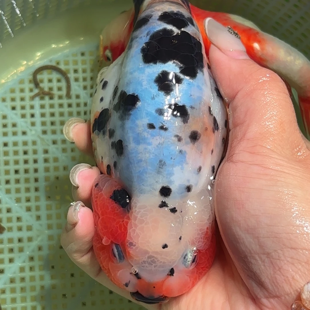 养***墩金鱼拍包装包邮，不拍包装运费到付