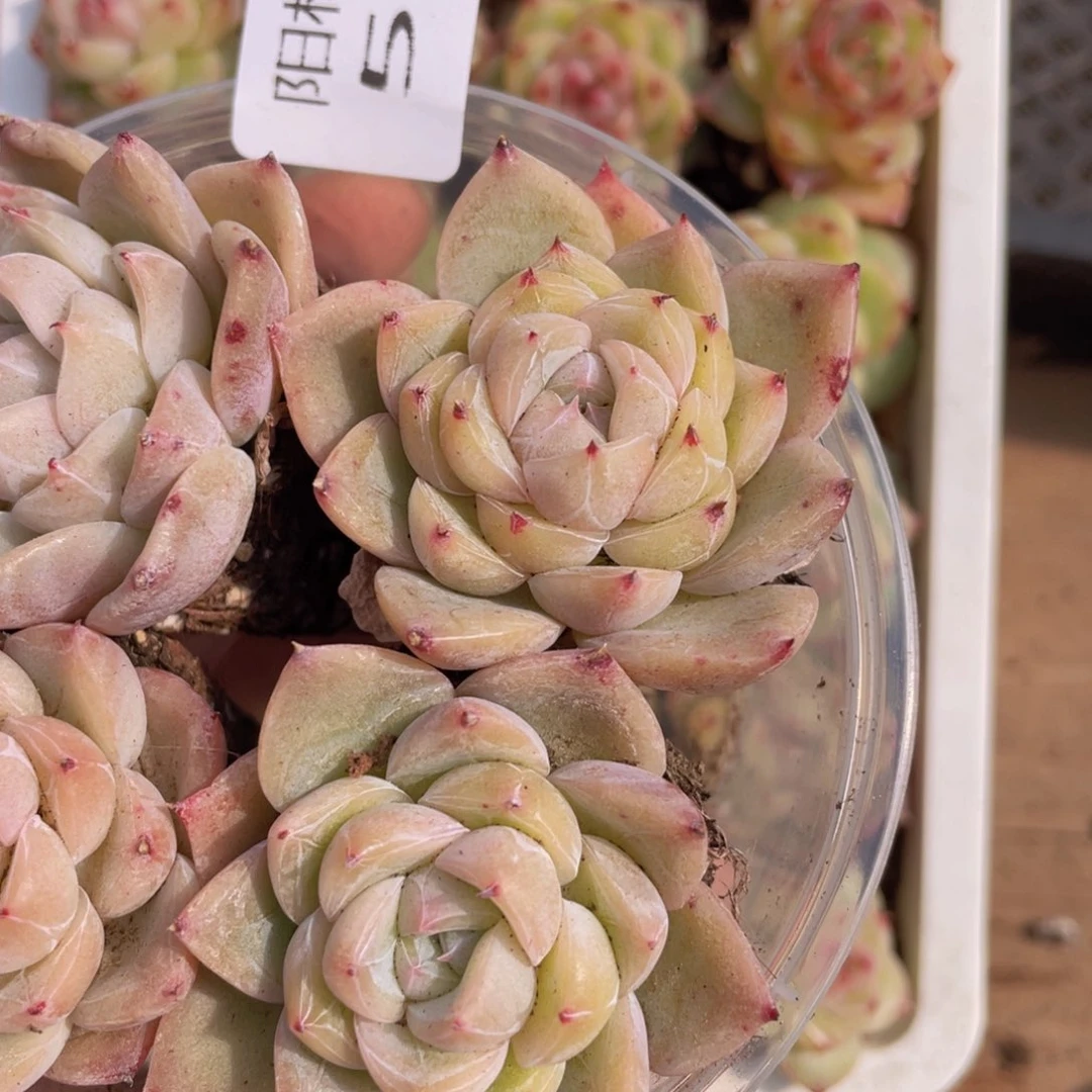 多肉植物多肉植物585