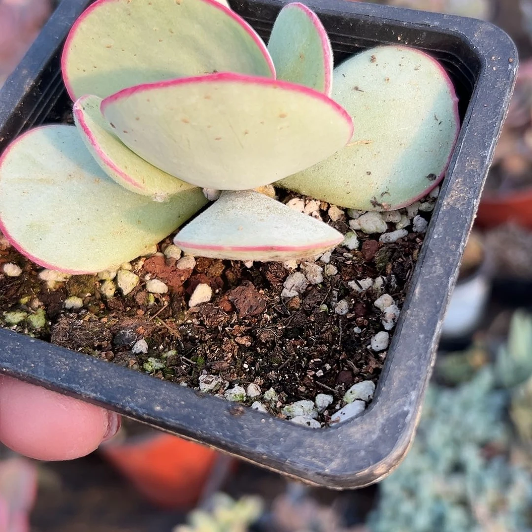 多肉植物白眉单头