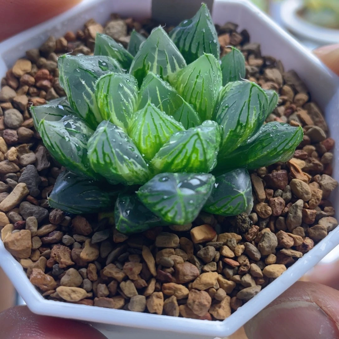 13.十二卷多肉立叶实生玉露锦。