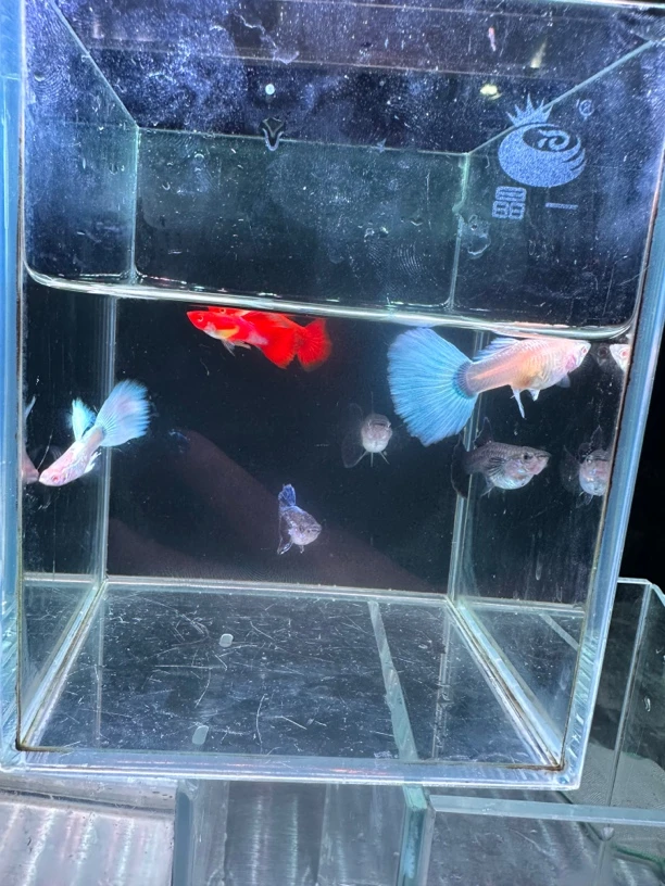 精品孔雀鱼混合套餐
