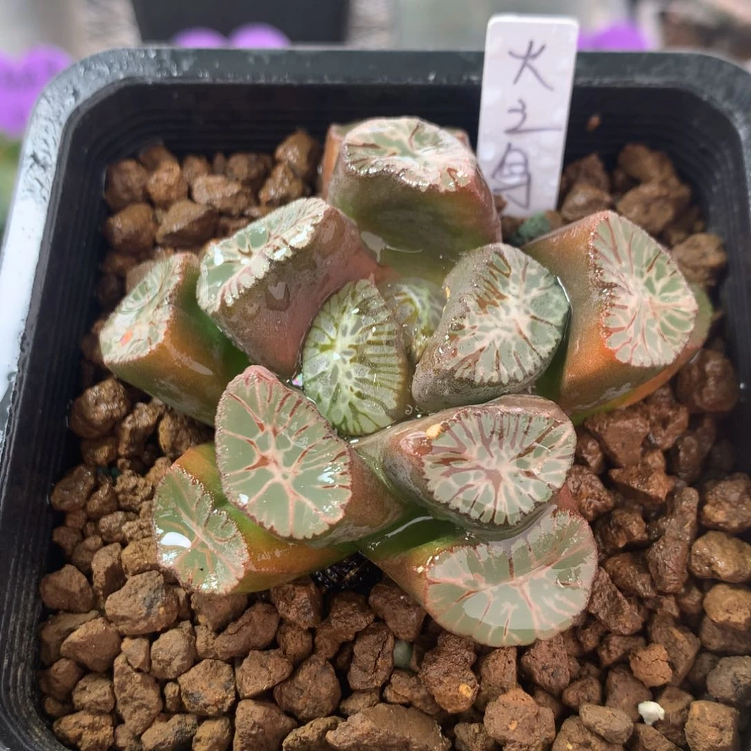 火之鸟一物一拍带盆