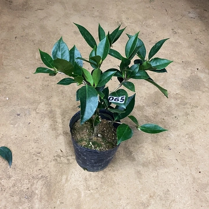 无花朵双墨。，065。