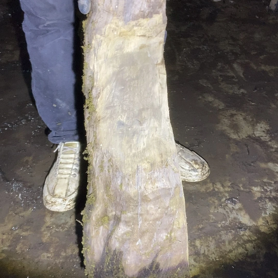 金丝楠阴沉木毛料